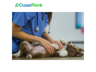 Expert Veterinary Care for Your Furry Friends in Cardiff