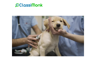 Expert Veterinary Care for Your Furry Friends in walsall, England